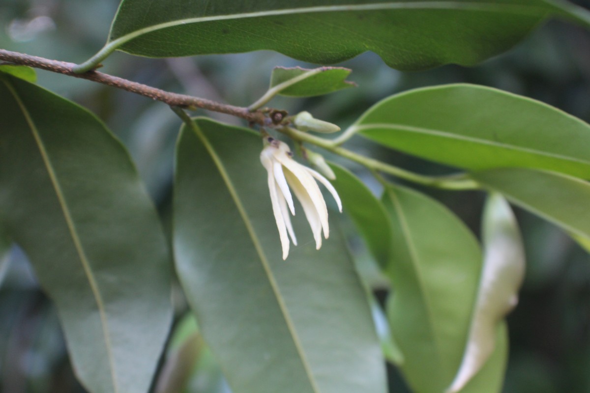 Xylopia nigricans Hook.f. & Thomson